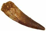 Fossil Spinosaurus Tooth - Real Dinosaur Tooth #354781-1